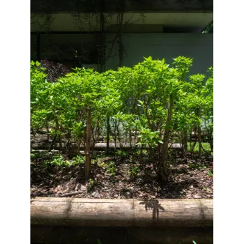 Dried Tulsi Leaves